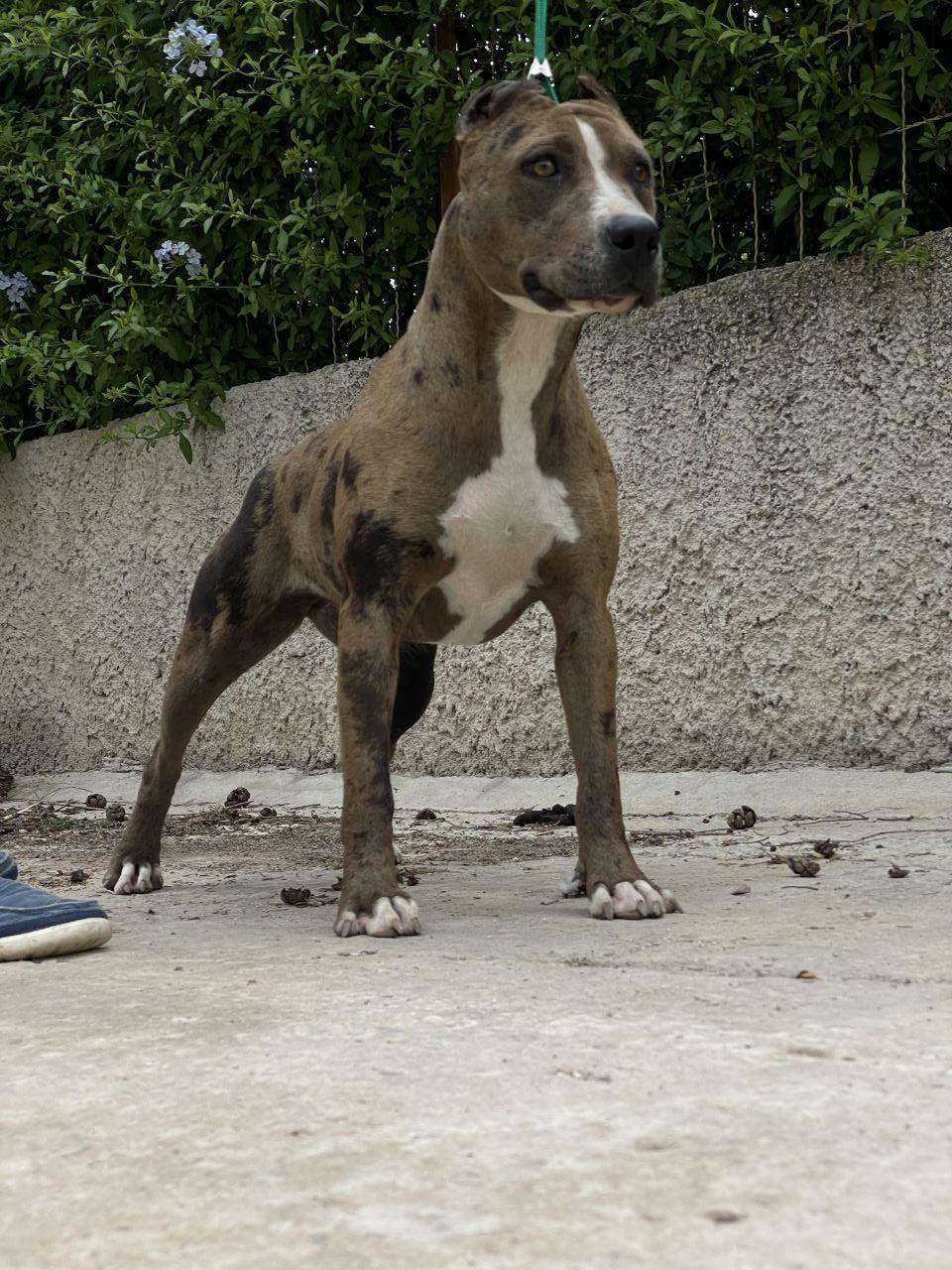 Photo of the dog