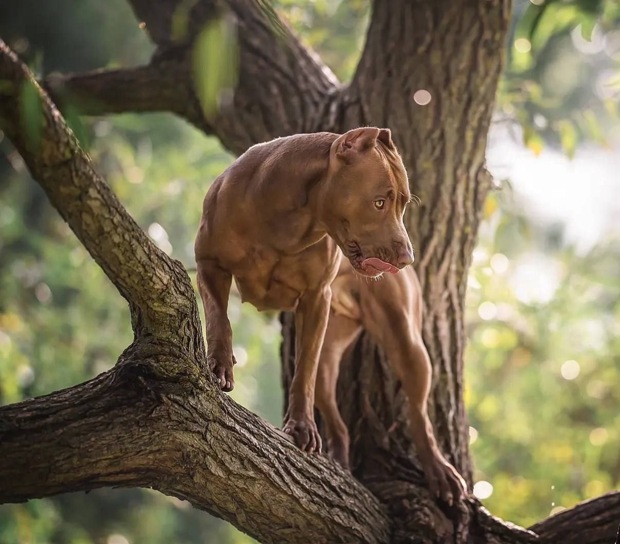 Photo of the dog