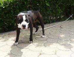 Photo of the dog