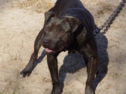 Photo of the dog