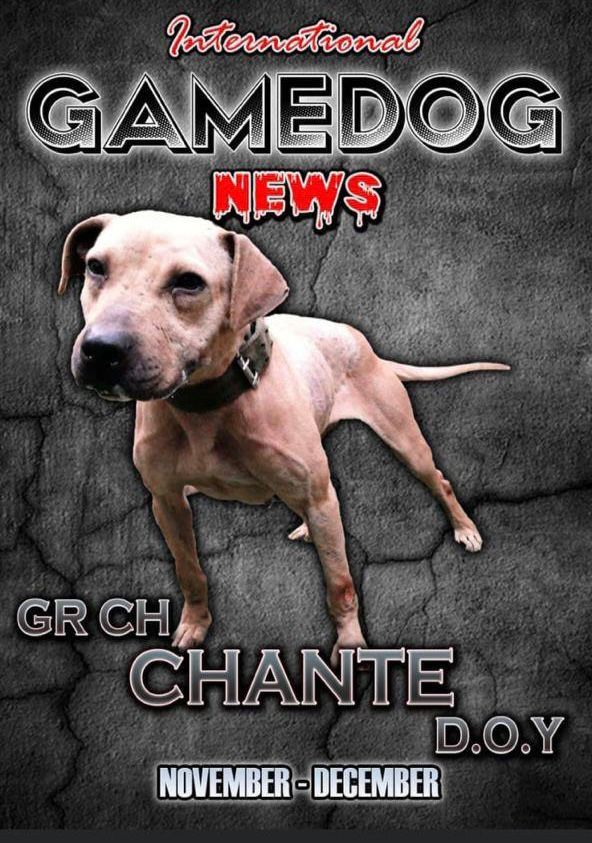 Photo of the dog