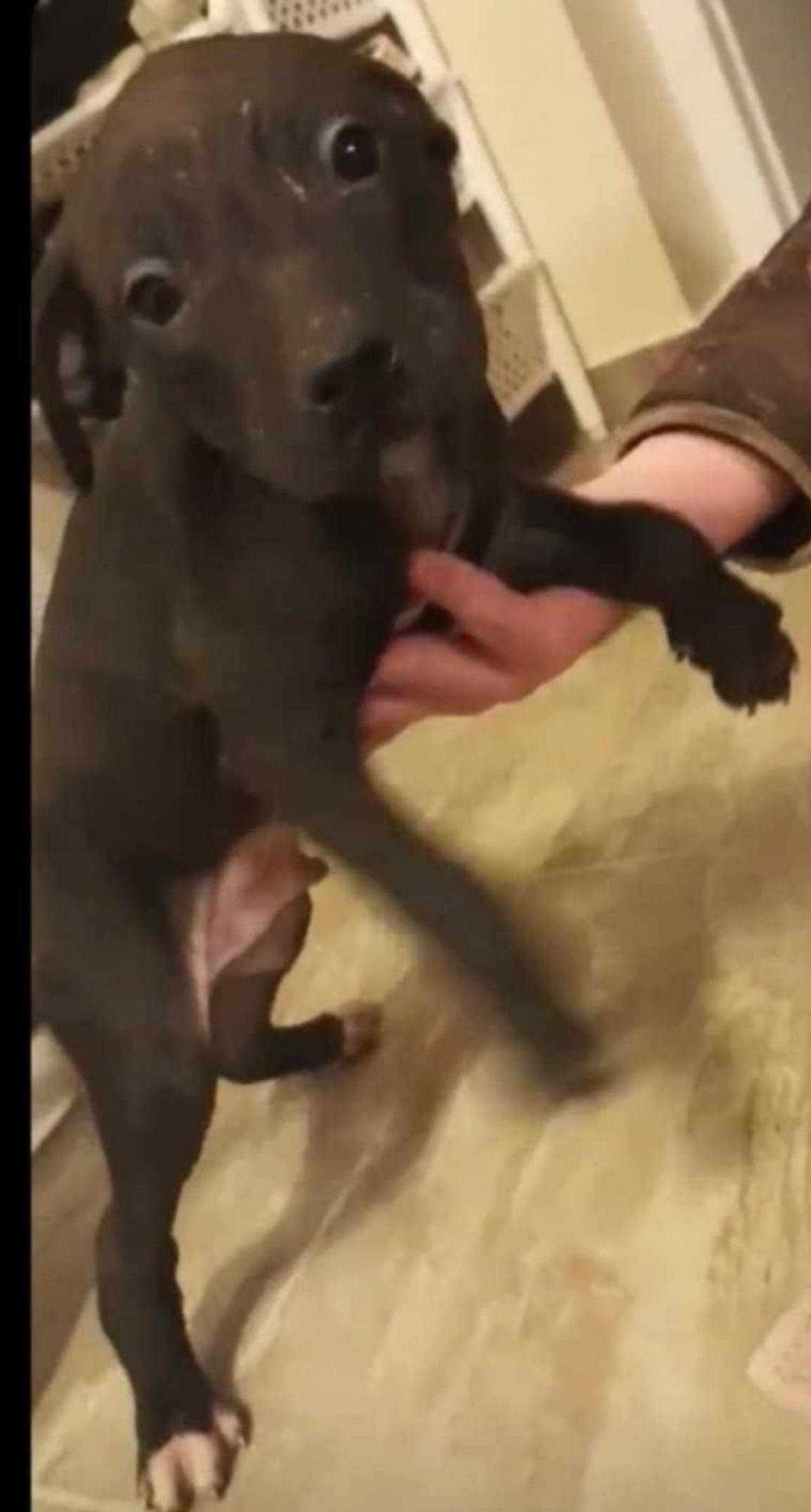 Photo of the dog