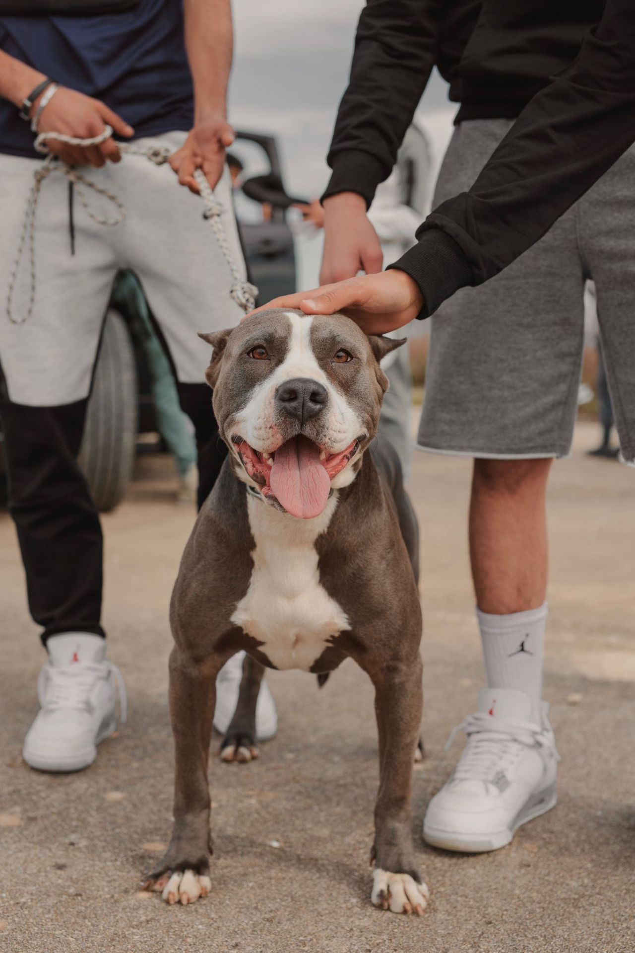Photo of the dog