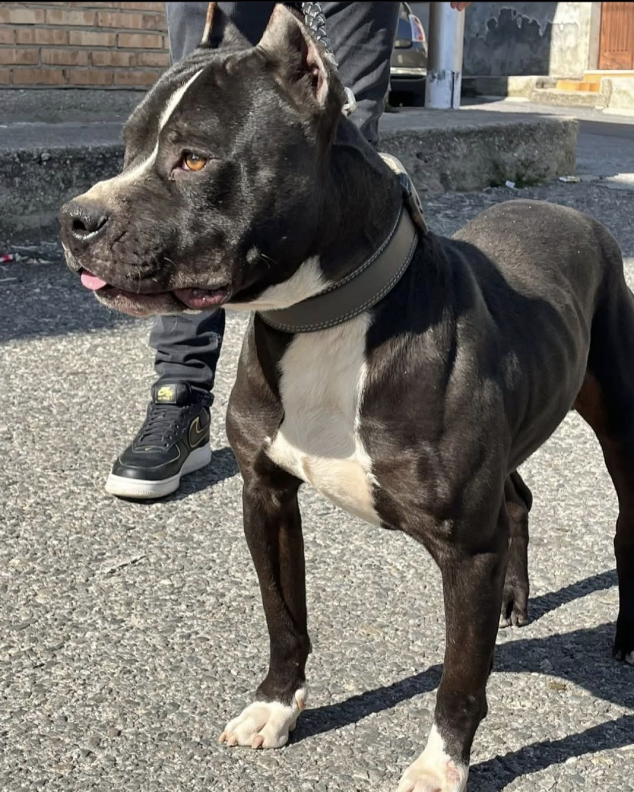 Photo of the dog