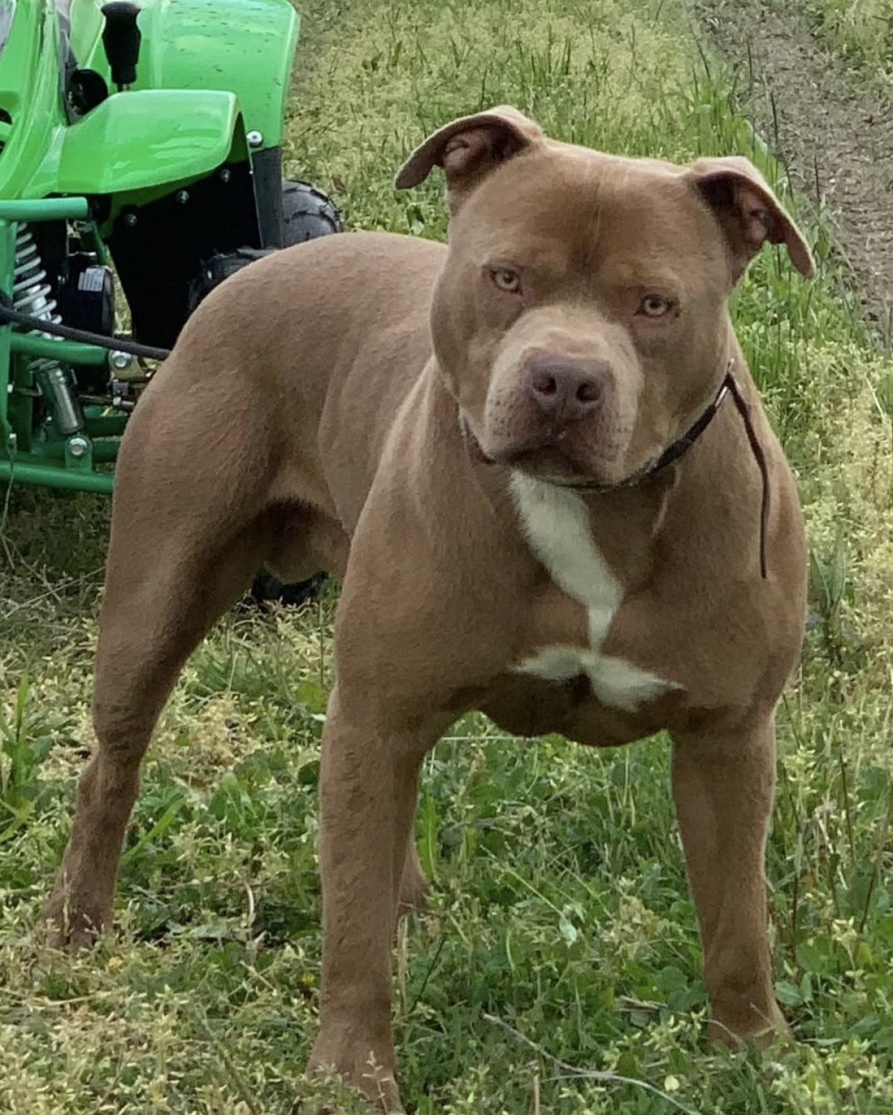 Photo of the dog