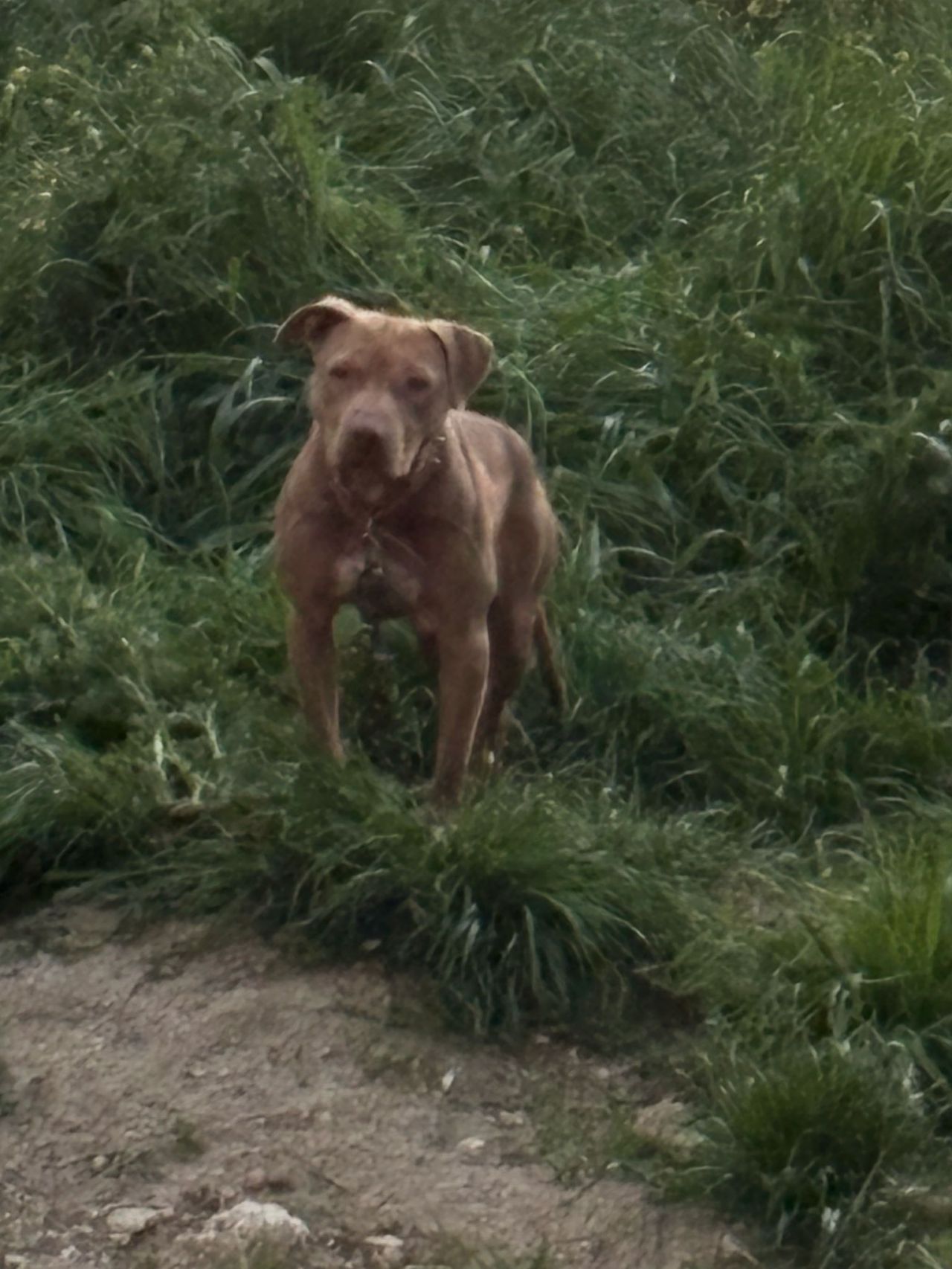 Photo of the dog