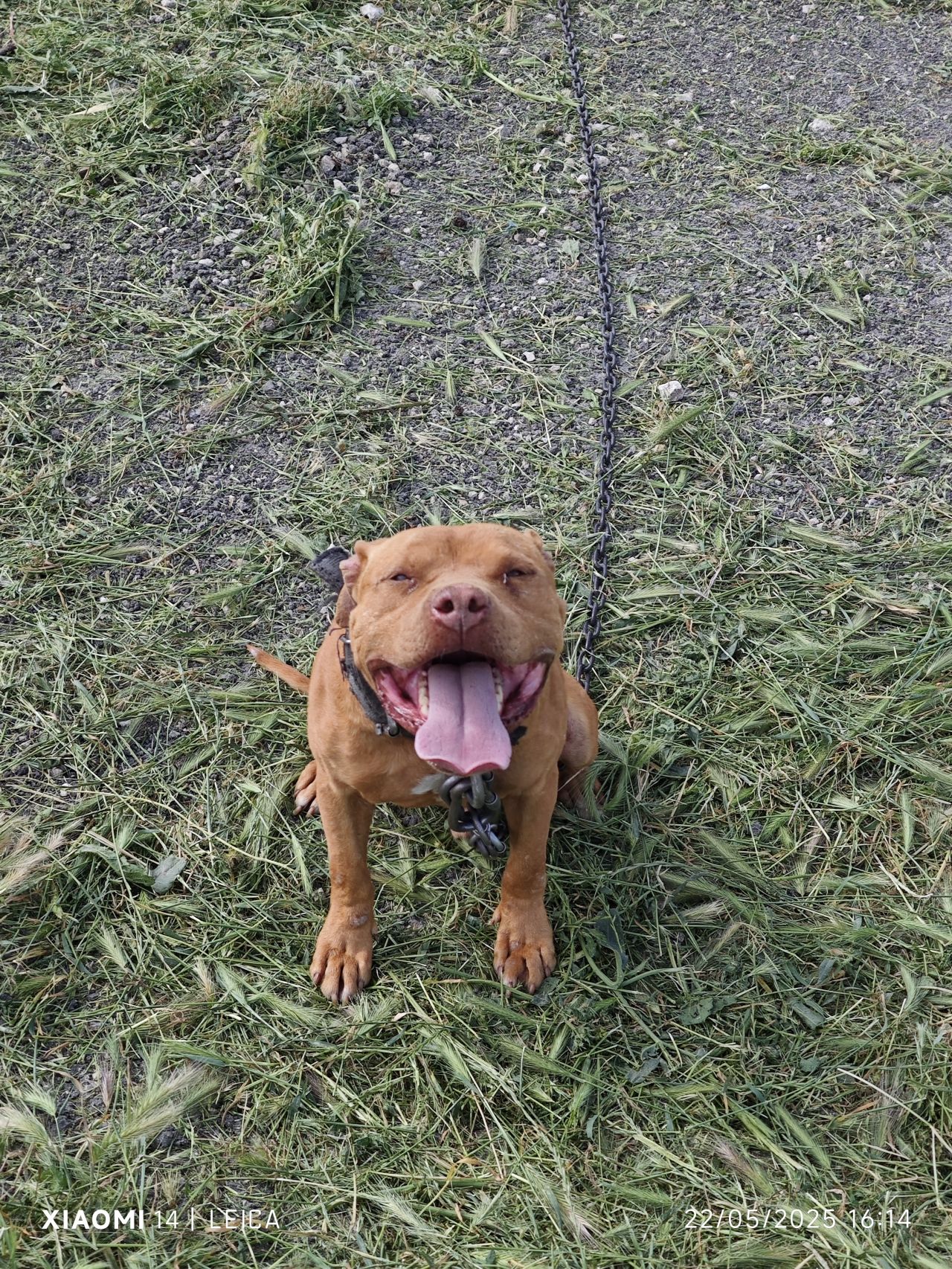 Photo of the dog