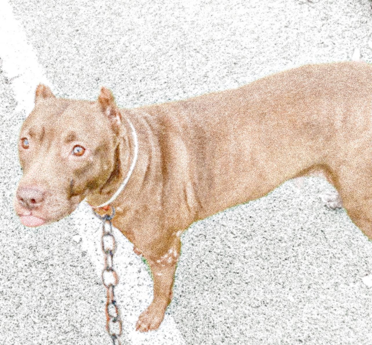 Photo of the dog