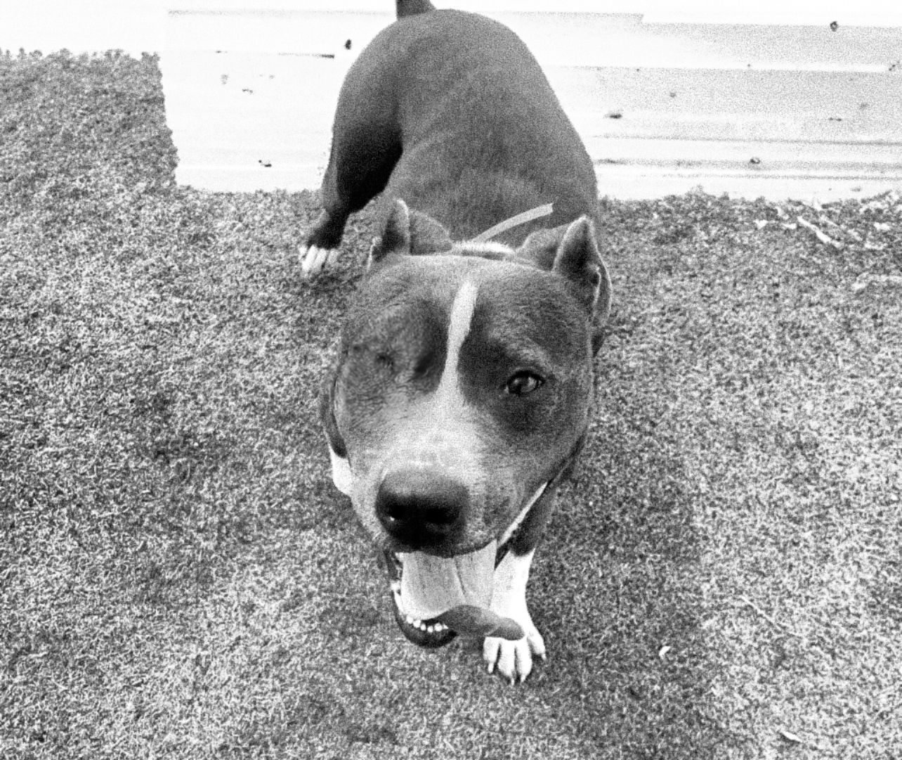 Photo of the dog