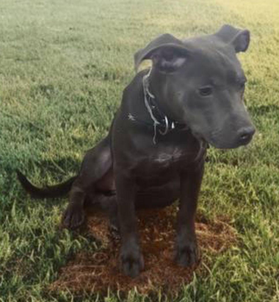 Photo of the dog