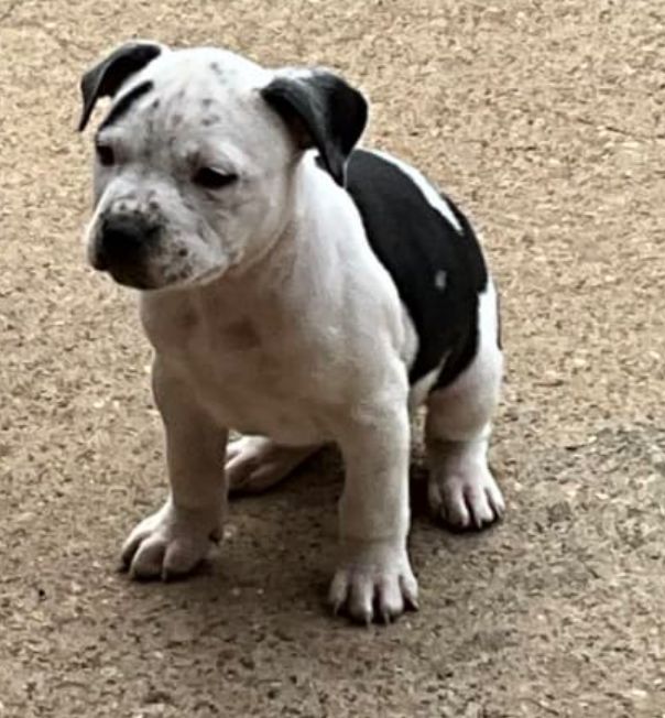 Photo of the dog