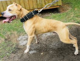 Photo of the dog