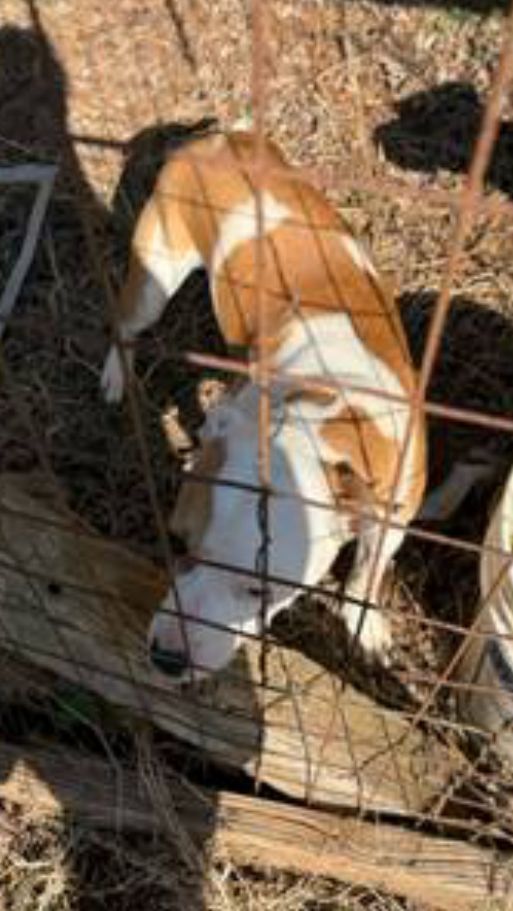 Photo of the dog