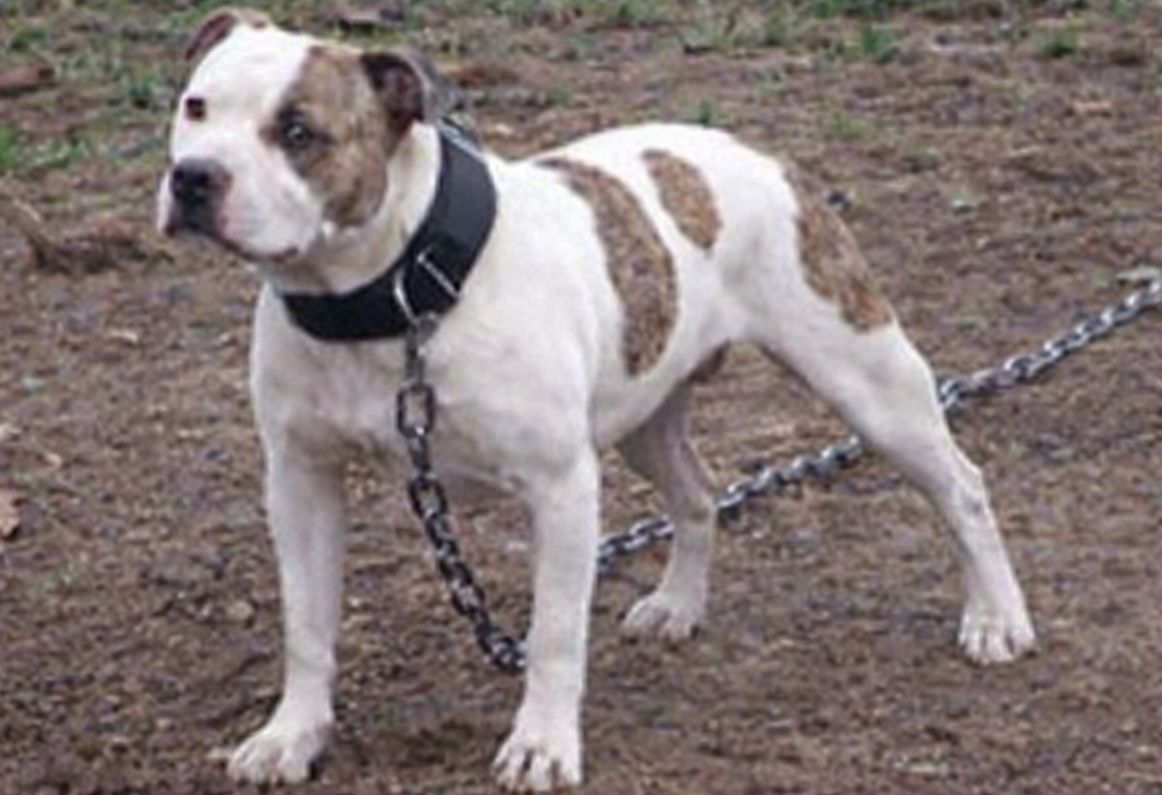 Photo of the dog