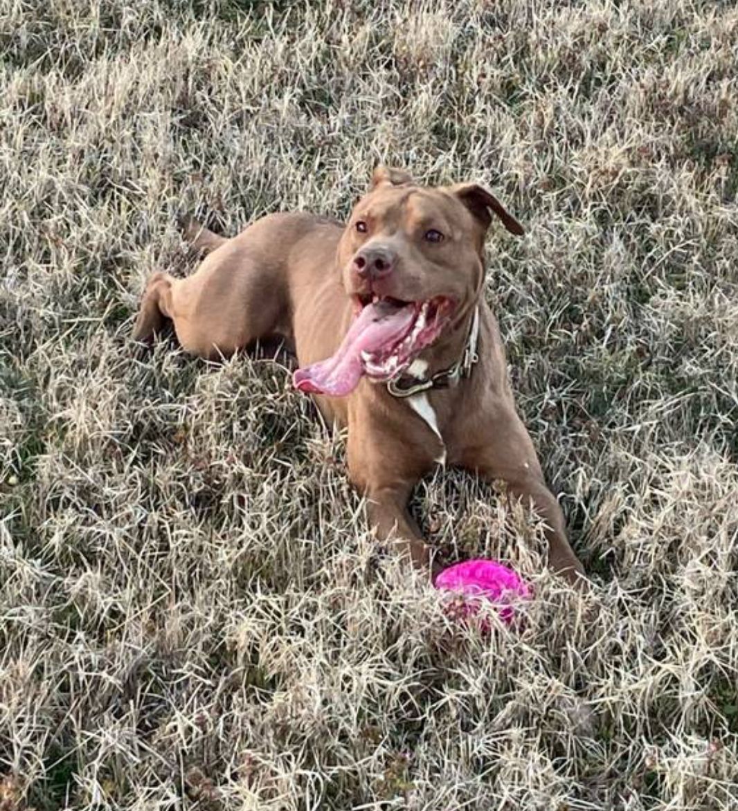 Photo of the dog