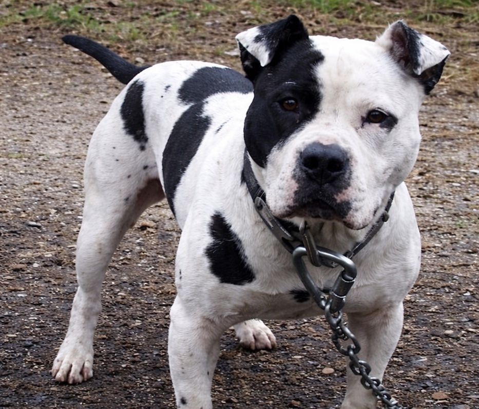 Photo of the dog