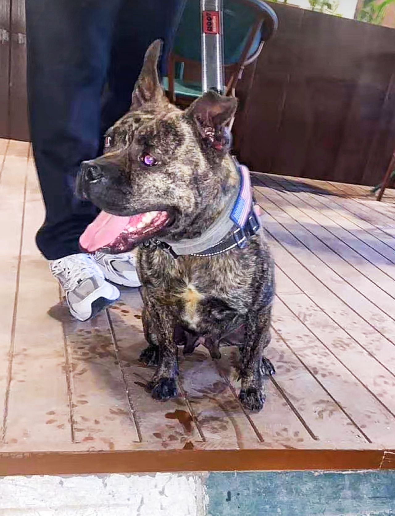 Photo of the dog