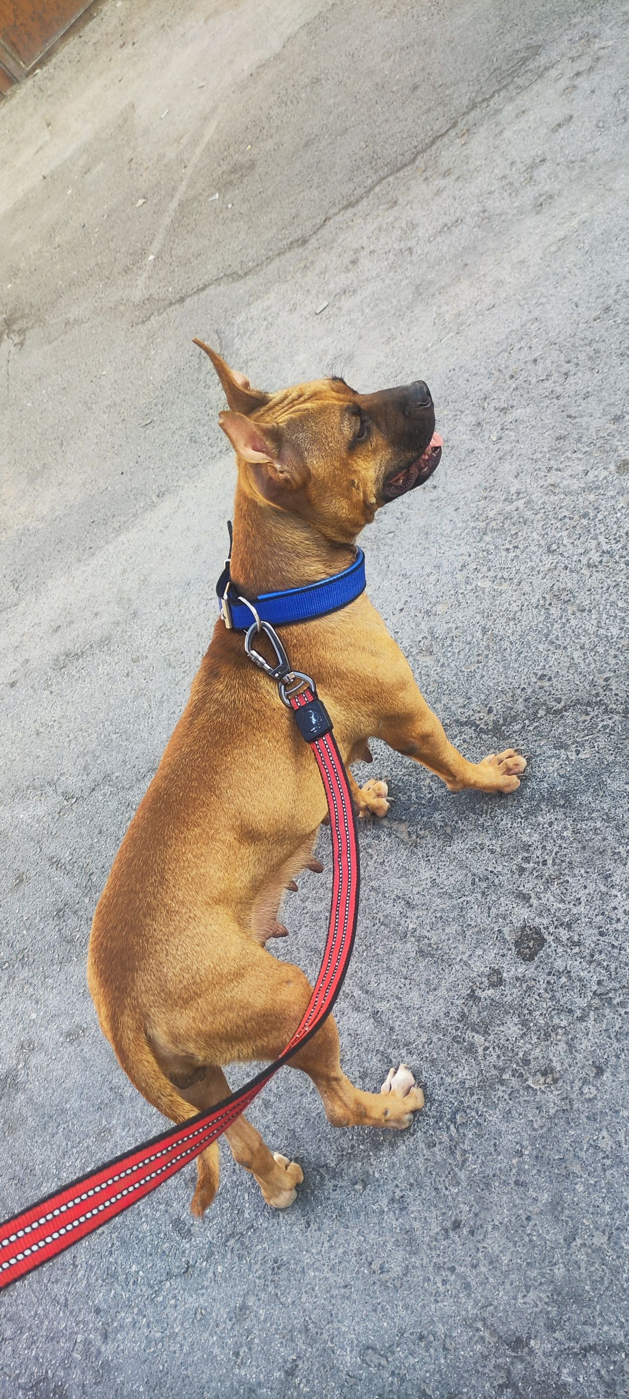Photo of the dog