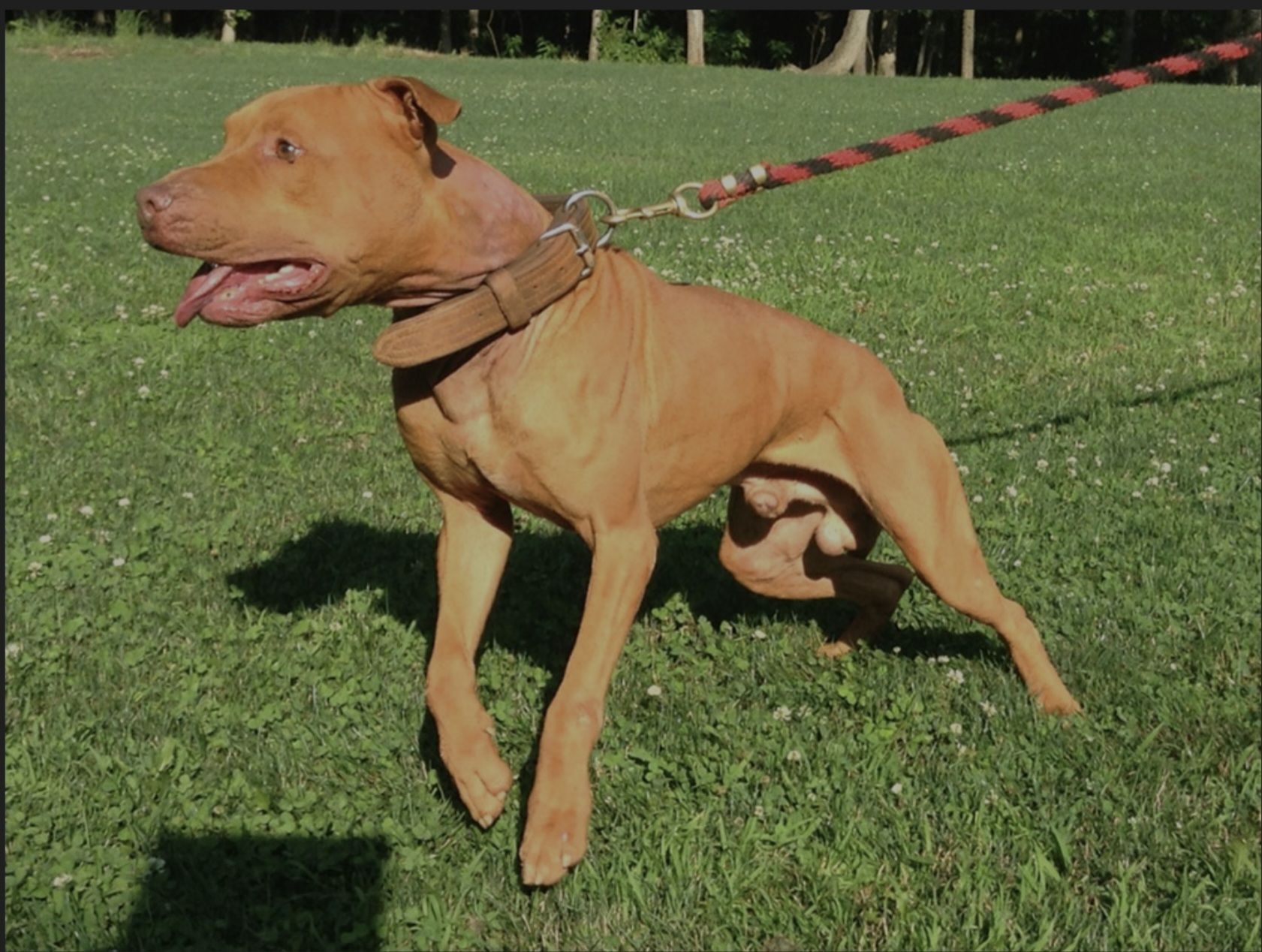 Photo of the dog