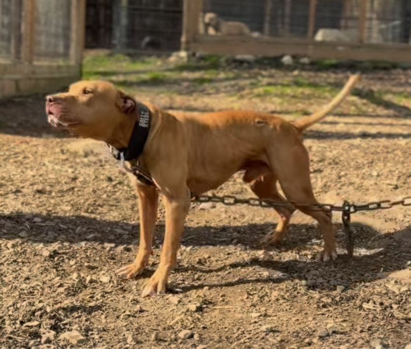 Photo of the dog