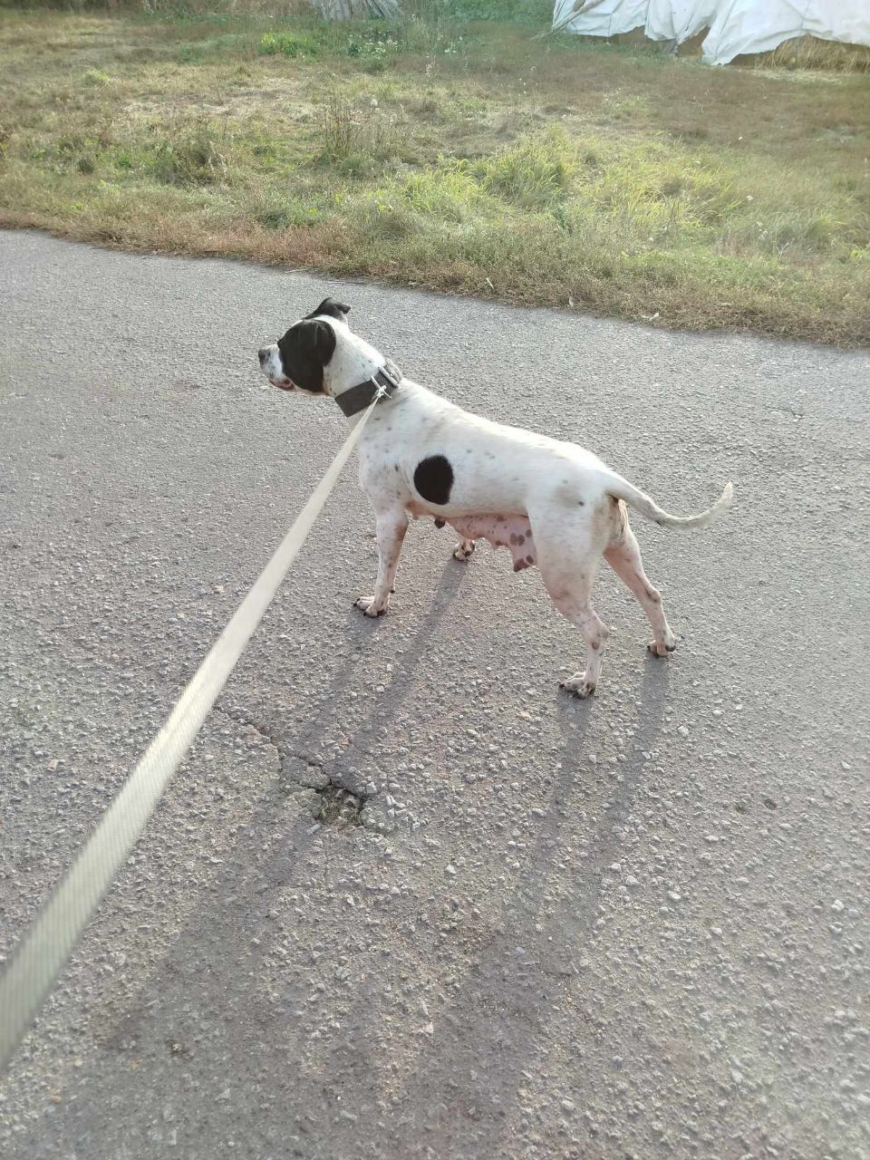 Photo of the dog