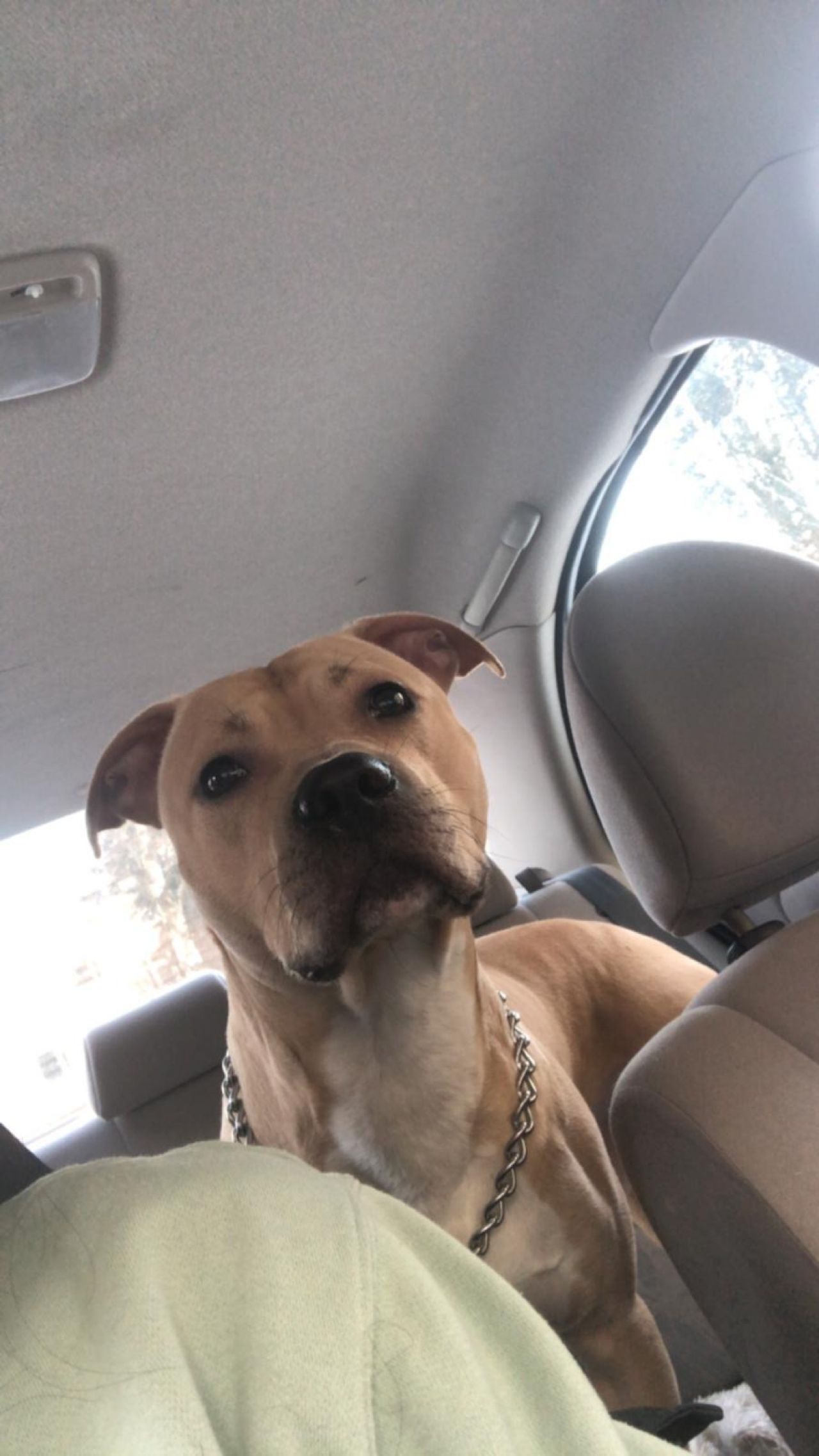Photo of the dog