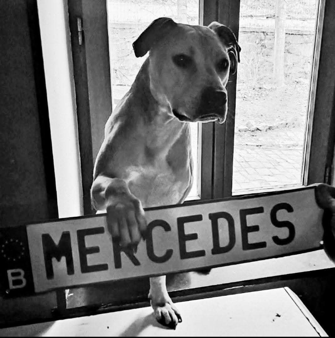 Photo of the dog