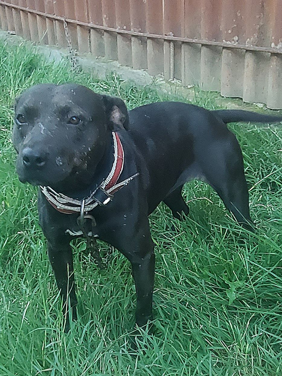 Photo of the dog