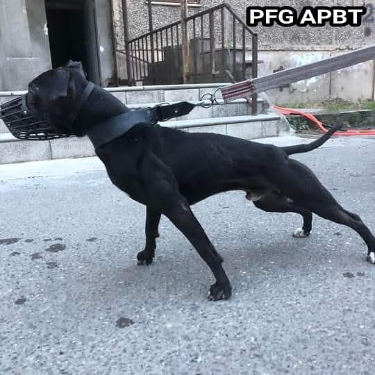 Photo of the dog