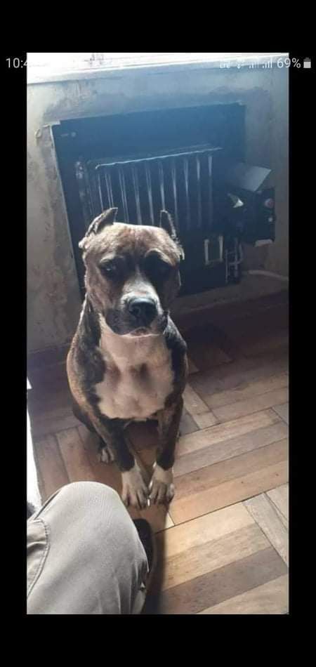 Photo of the dog