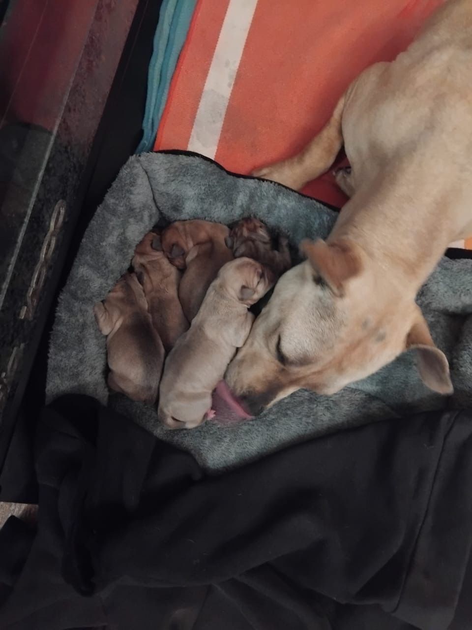 Photo of the dog
