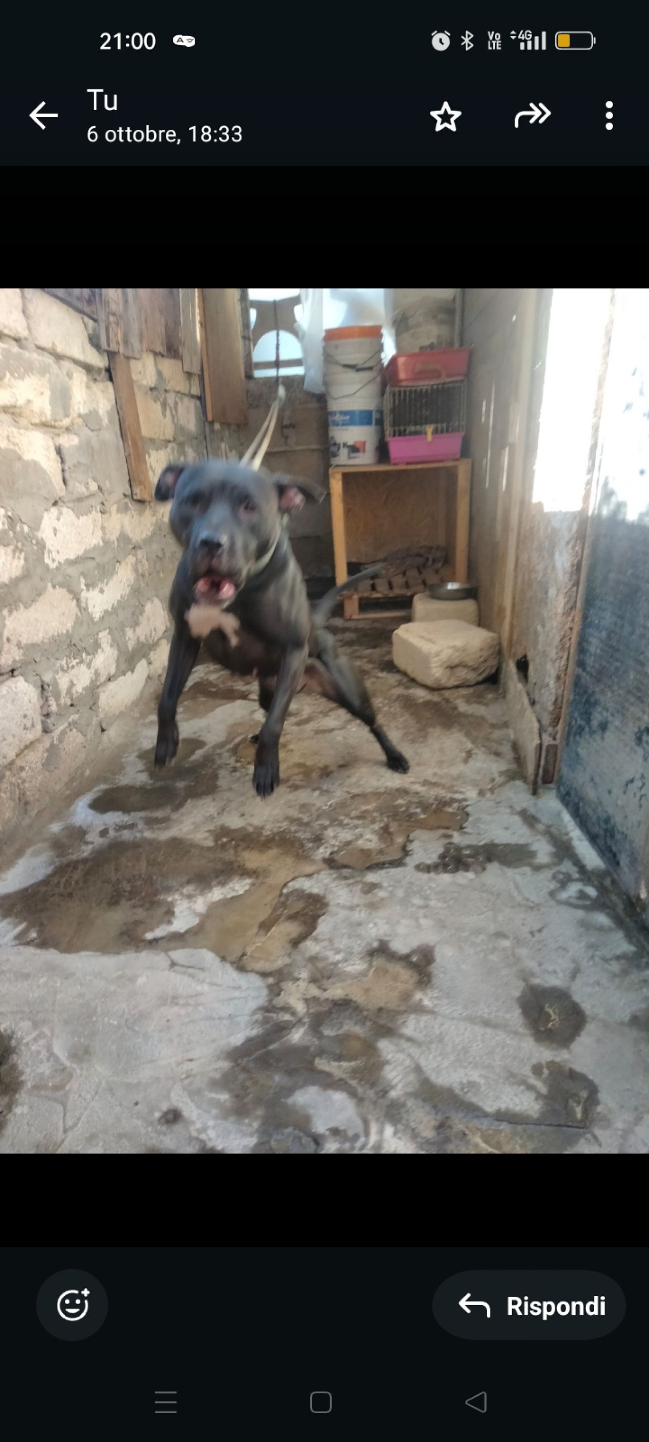 Photo of the dog