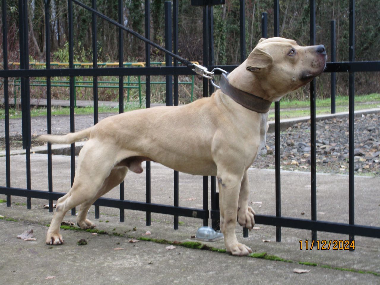 Photo of the dog