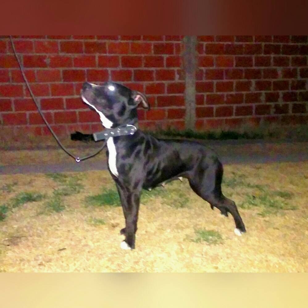 Photo of the dog