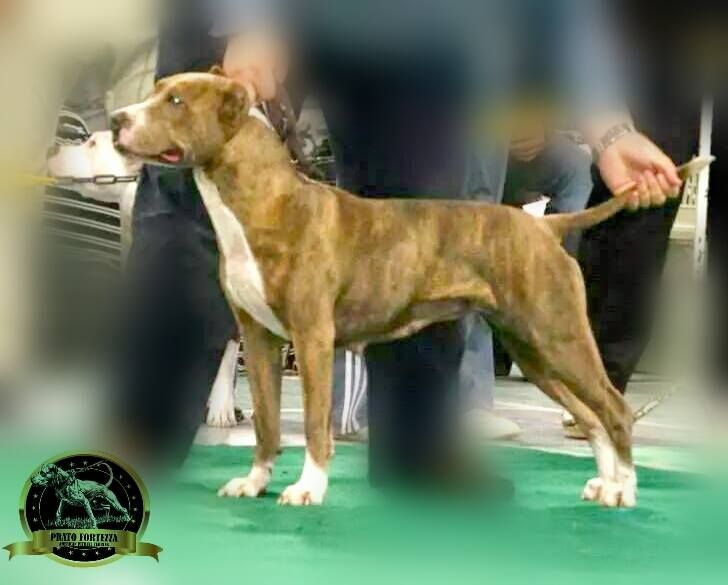 Photo of the dog