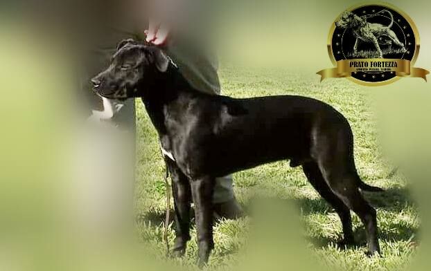 Photo of the dog