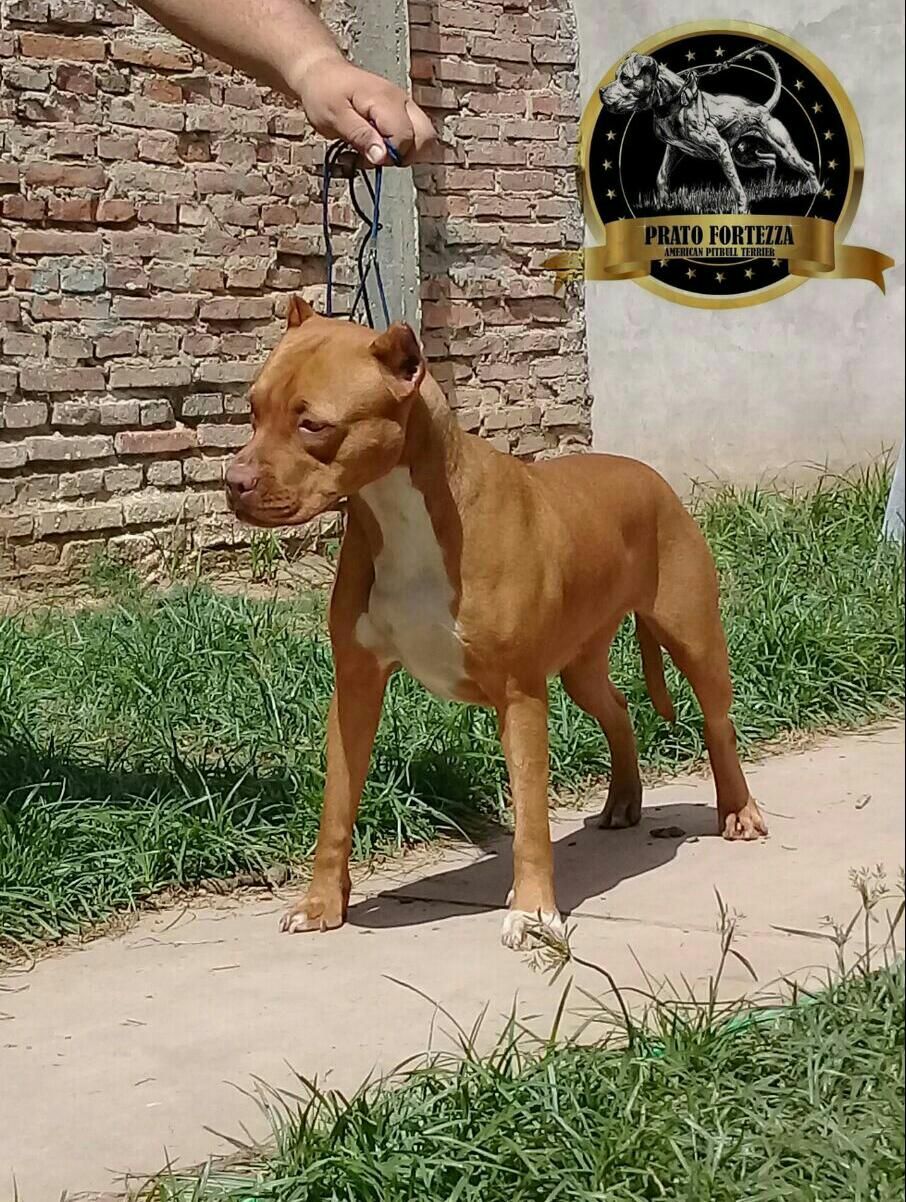 Photo of the dog