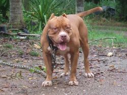 Photo of the dog
