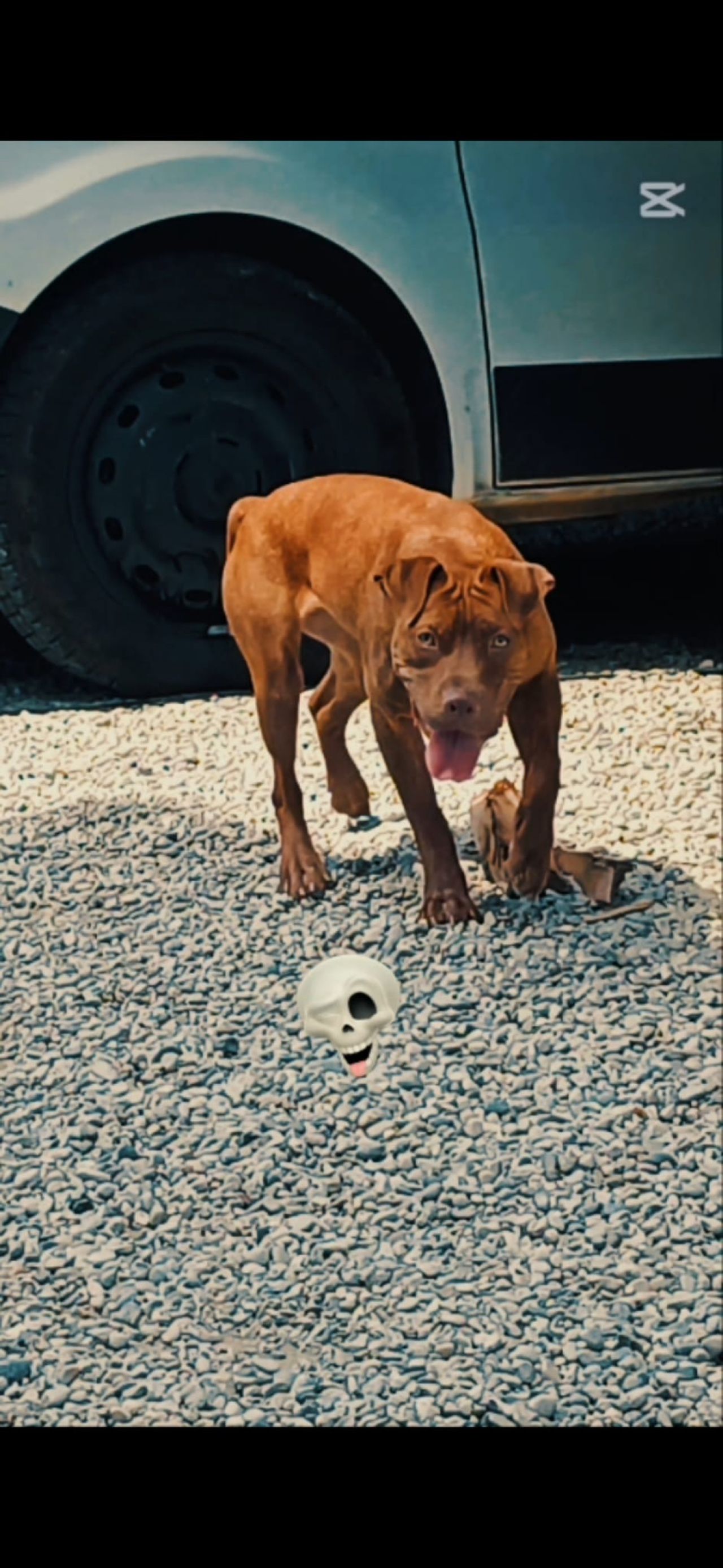 Photo of the dog