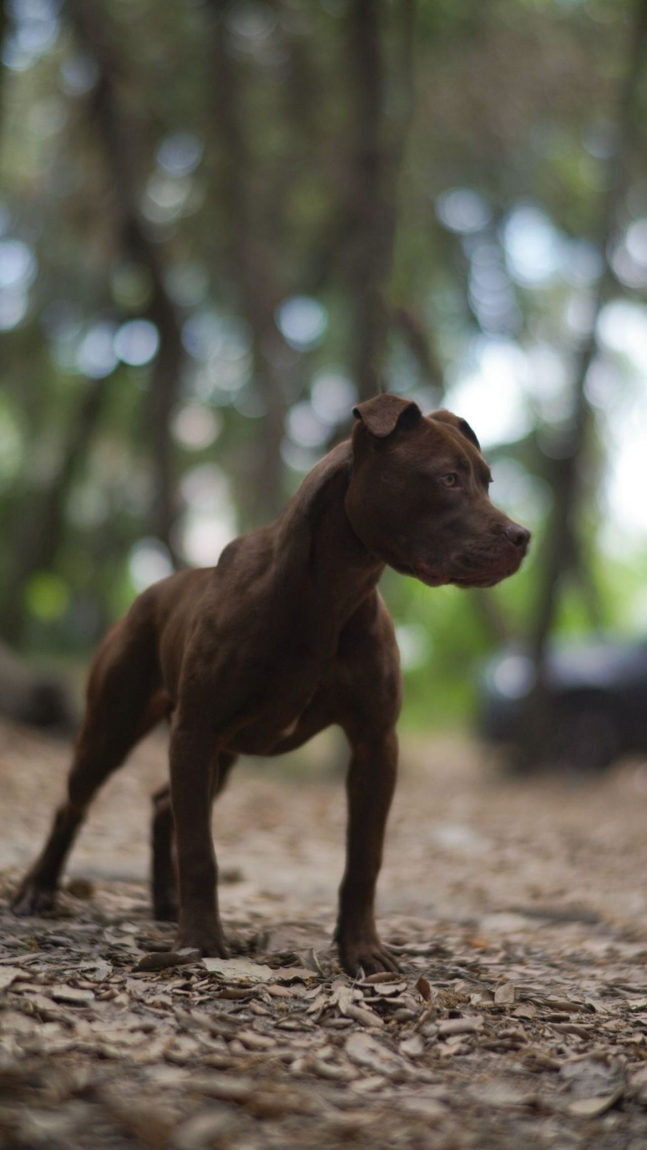 Photo of the dog