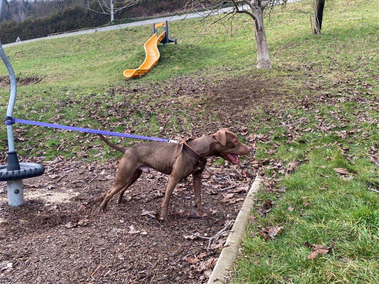 Photo of the dog