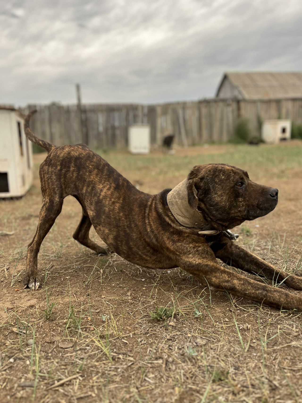 Photo of the dog