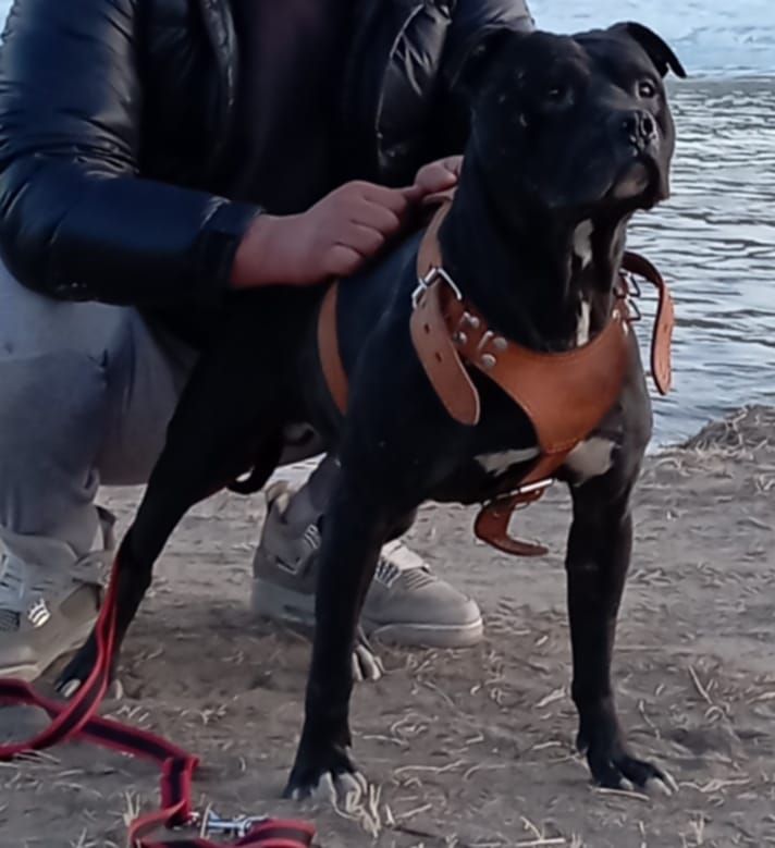 Photo of the dog