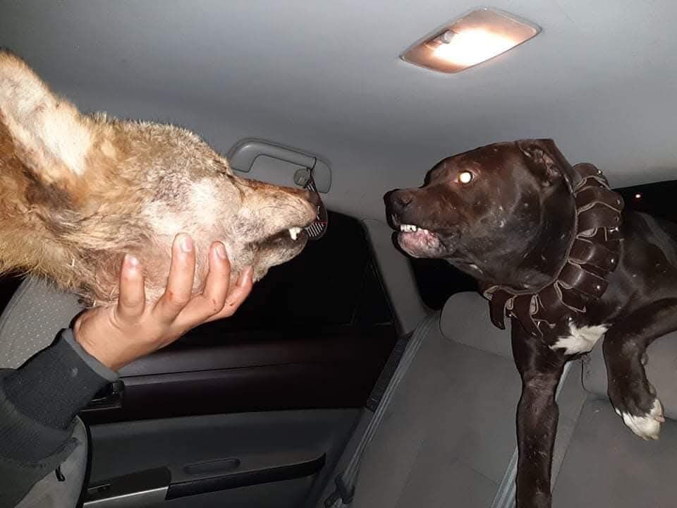 Photo of the dog