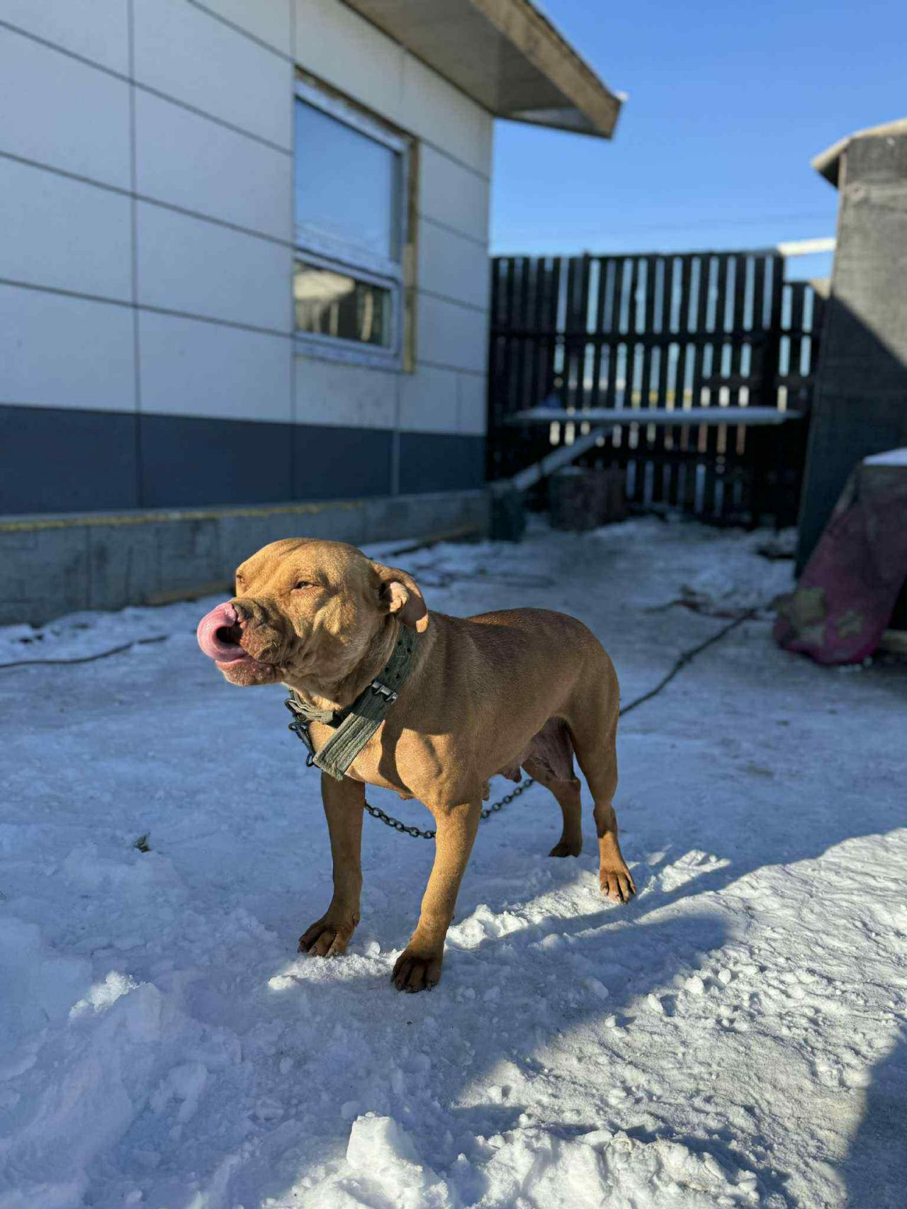 Photo of the dog