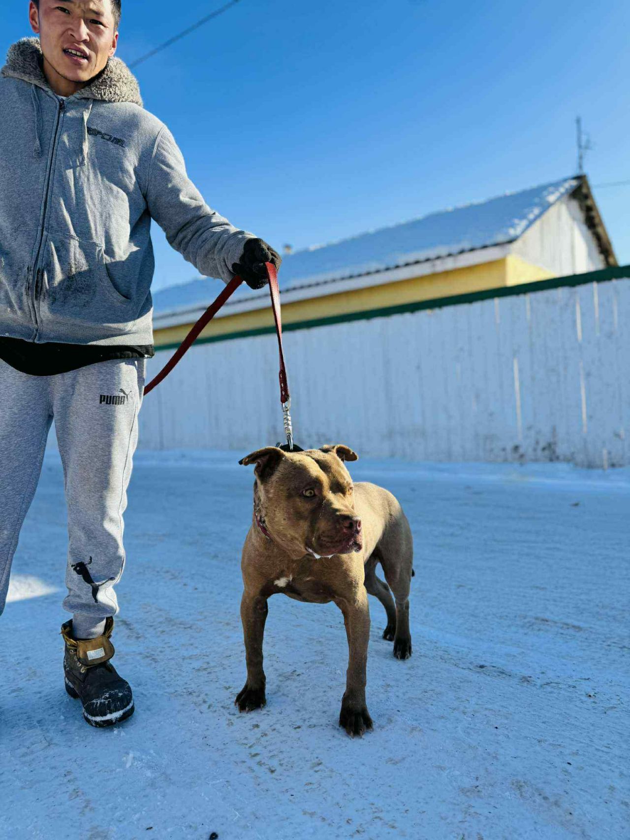 Photo of the dog