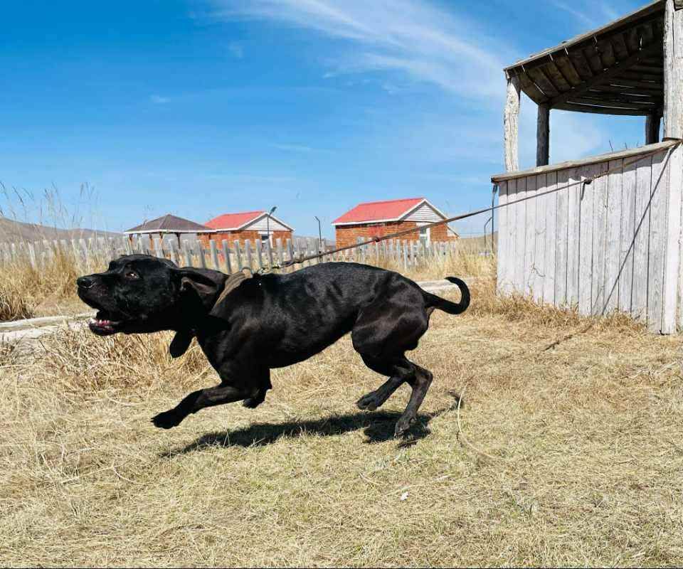 Photo of the dog