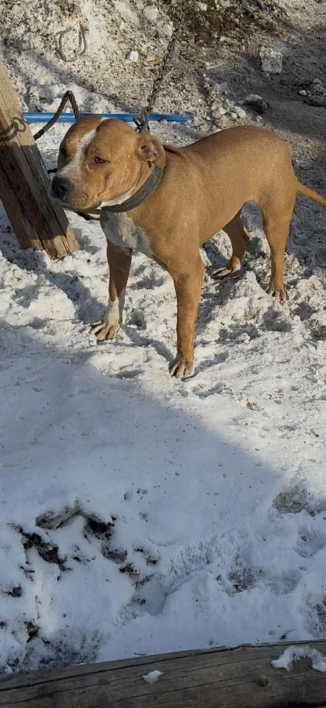 Photo of the dog