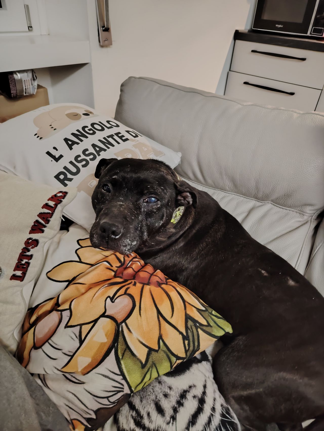 Photo of the dog