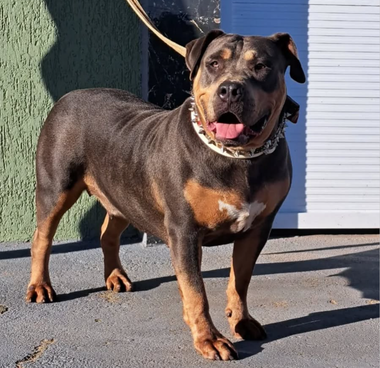 Photo of the dog
